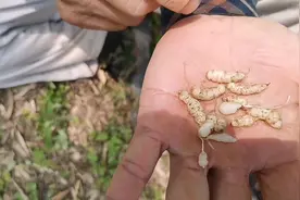 野生“地蚕”见过吗？美味的野菜！根与草能治不用的病！视频封面