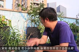 百合枯萎了要怎么处理？要挖出来吗？还要浇水吗