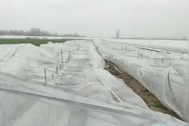 山东农村又下暴雪，农民辛辛苦苦种的大棚完全压塌，损失太惨重视频封面