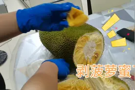 菠萝蜜的正常剥法，今天熙熙给我们做一个示范，这样剥又快又好视频封面