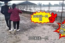 实拍广东中山鸭场六七斤重成鸭，30元一只50元两只，这价格划算吗视频封面