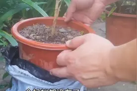 蚂蚁在花盆中筑巢怎么办？教你用最简、单实用的方法清除掉视频封面
