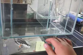 上滤鱼缸，用超白玻璃制作，看着很透亮。视频封面