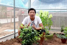 地栽风车茉莉，配置好的土壤，做好牵引，爬满整面网，开花才壮观视频封面
