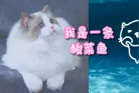 我是一条酸菜鱼（酸菜鱼之歌完整版）