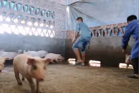 农村小伙去帮大姐阉小猪，阉猪是很费劲的，大家知道是怎样阉的吗视频封面