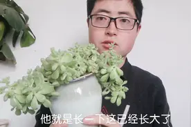 大叔养精心养了一年的多肉，今天查看之后心疼啊。视频封面