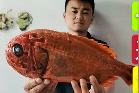 130买了3斤西班牙长寿鱼，听说他已100多岁了，肉质堪比18岁小姑视频封面