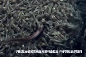 世界最耐热的虾，生活在450度的深海火山口，那要怎么煮熟才能吃视频封面