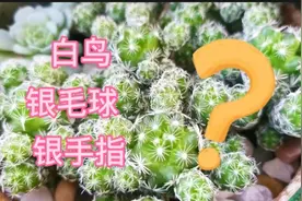 多肉白鸟特别好养，形状特别可爱，白鸟银手指你能分辨出来吗？