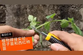 DIY 用茄子和西红柿苗做嫁接实验，最终能否成功？请关注视频封面