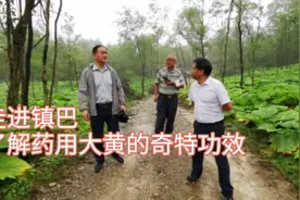 泄下攻积凉血解毒，药用大黄的奇特功效视频封面