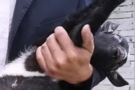 节育小公羊的简单方法视频封面