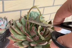 春天来了，多肉又要开花了，为啥要把花剑剪掉？原来这么多学问视频封面