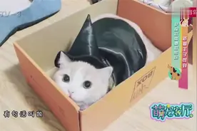 领养流浪猫你做好准备了吗？新手铲屎官不可不知的那些事视频封面