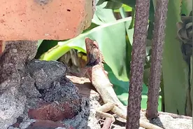 听说这家伙能呼风换雨 人称“雷公狗” 咬了打雷才会放 真的吗