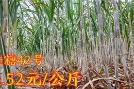 桂糖42号，按公斤算也就0.52元/公斤，除去成本还剩多少纯利润视频封面