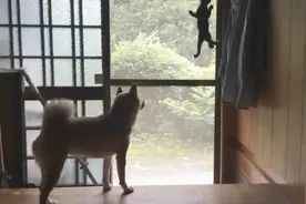 柴犬整天守护小猫安危，小猫在哪狗狗就跟到哪，狗狗举动十分有爱视频封面