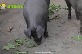 养猪100天出栏饲料配方及注意事项，干货记得收藏转发！视频封面