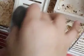 仓鼠不会喝水怎么办？这三种方法教到你会。视频封面