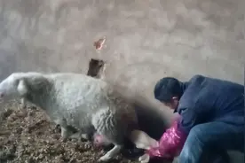 给羊接生一定要带长臂手套注意感染布病视频封面