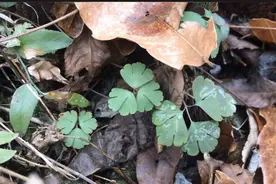 农民称为老鼠屎植物，它的这些妙用厉害了，了解一下吧视频封面