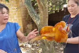 广西美女过来抓鸡太搞笑了，专挑肥的太公鸡，二十元一斤土鸡贵吗视频封面