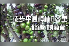 徒步平通梅林8公里 路遇嘉宝果(长在树上的葡萄)还挺好吃视频封面