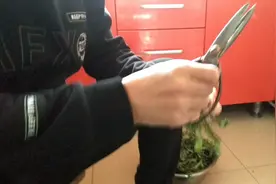 宸峰往事：你认识黑心菜吗？学名荠菜，黑心菜变形记，吃野菜太难视频封面