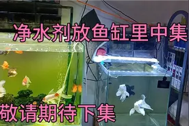 这是净水剂放到鱼缸里20分钟左右的效果，我把过滤棉换掉了