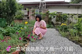 夏天最适合种什么花？太阳花见土就活，一根枝条可变成一片视频封面