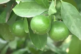 小小柑橘一年也能赚10几万，如何获得高效益？种植老把式来支招！视频封面