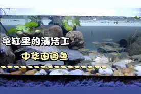 龟缸里面粪便太多？快去抓点中华田园鱼放里面吧！视频封面