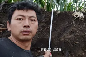 东北勃利 世界三大黑土之一 看看东北黑油沙土 到底有多厚视频封面