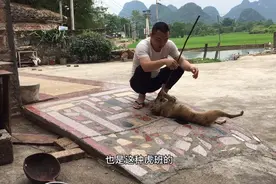 小虎斑狗一出生就没有尾巴，向主人表答爱只能用这种方式太听话了视频封面