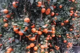 广东的人过年都喜欢买桔子树摆放在家门口，意思大吉大利