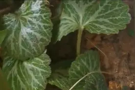 虎耳草贵州方言马蹄草，农村老房子周围都是，八宝天景多肉植物视频封面