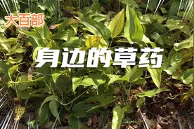 身边的草药（307），大百部，润肺止咳化痰杀虫止痒灭虱的草药视频封面