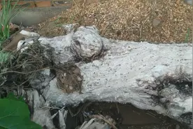 简单说一下枣木的特性和优缺点，愿与各位木友共享