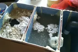 ，大侠用礼品盒做成化粪池，并且讲解净化原理，一看就懂视频封面
