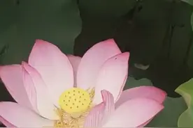 青莲心不言视频封面