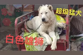 来自俄罗斯的超级猛犬，被称为犬中“战神”！体型巨大如狮子！视频封面