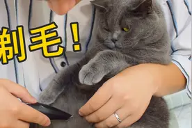 主人给猫咪剃毛，一刀下去，剃错位置了……视频封面