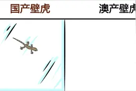 国产壁虎vs澳产壁虎，能在澳洲生活的人都是勇士，令人佩服视频封面