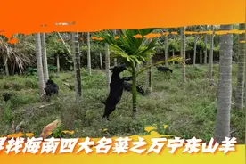 寻找海南四大名菜之万宁东山羊，还有正宗的么？视频封面