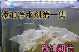 咱们来看看净水剂的效果究竟怎么样？一起来见证下一集视频封面