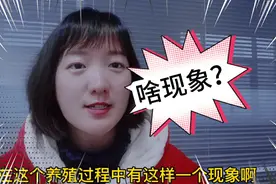鸡拉稀，过料，西红柿粪便，该如何去防控？视频封面