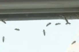 成群蜜蜂入侵住户卧室，神秘蜂群从何而来？视频封面