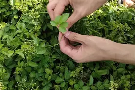 农村田间地头很常见的绞股蓝，泡茶有哪些作用？一起认识下！视频封面