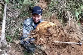村民用老师傅教的口诀，看竹鞭挖笋挖出大冬笋一个卖几十元视频封面